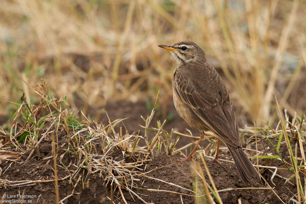 Plain-backed Pipit