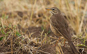 Pipit à dos uni