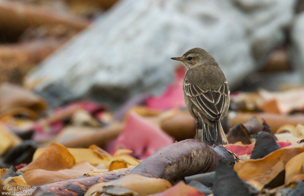 Pipit à dos uni