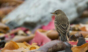 Plain-backed Pipit