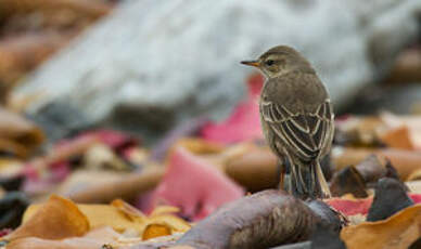 Pipit à dos uni