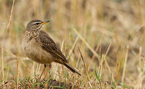 Plain-backed Pipit