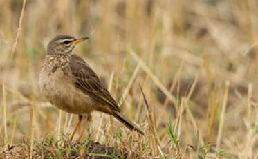 Pipit à dos uni