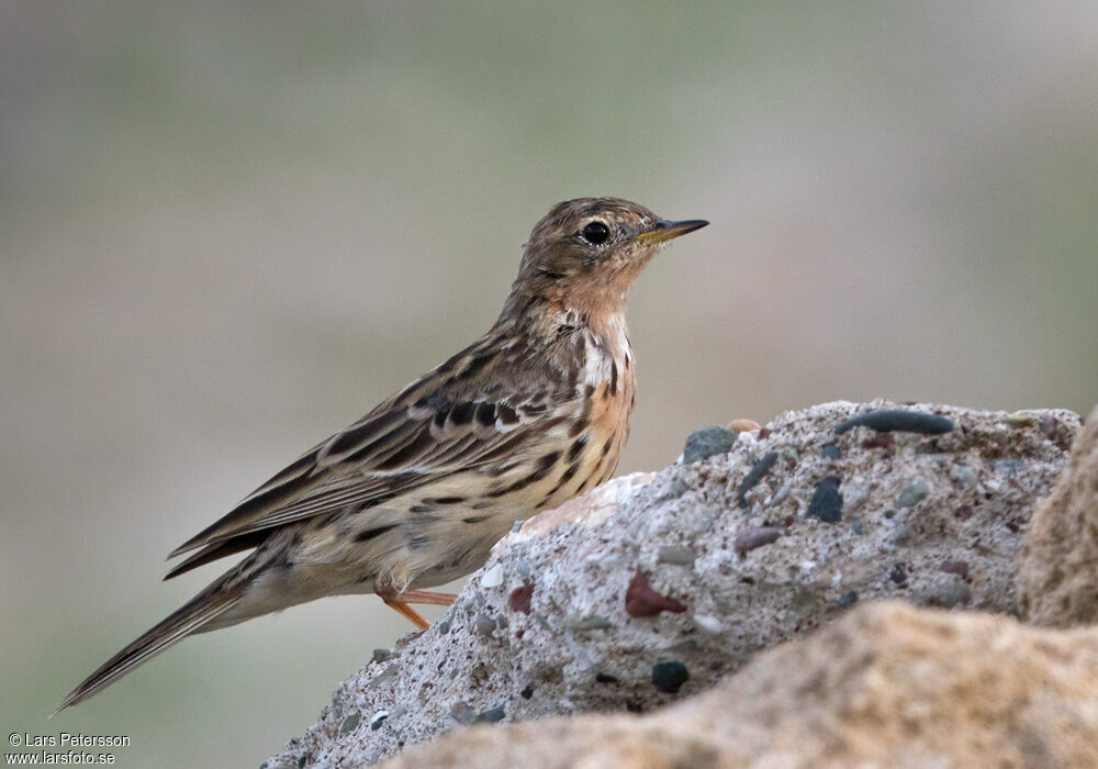 Pipit à gorge rousse