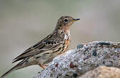 Pipit à gorge rousse