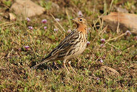 Pipit à gorge rousse