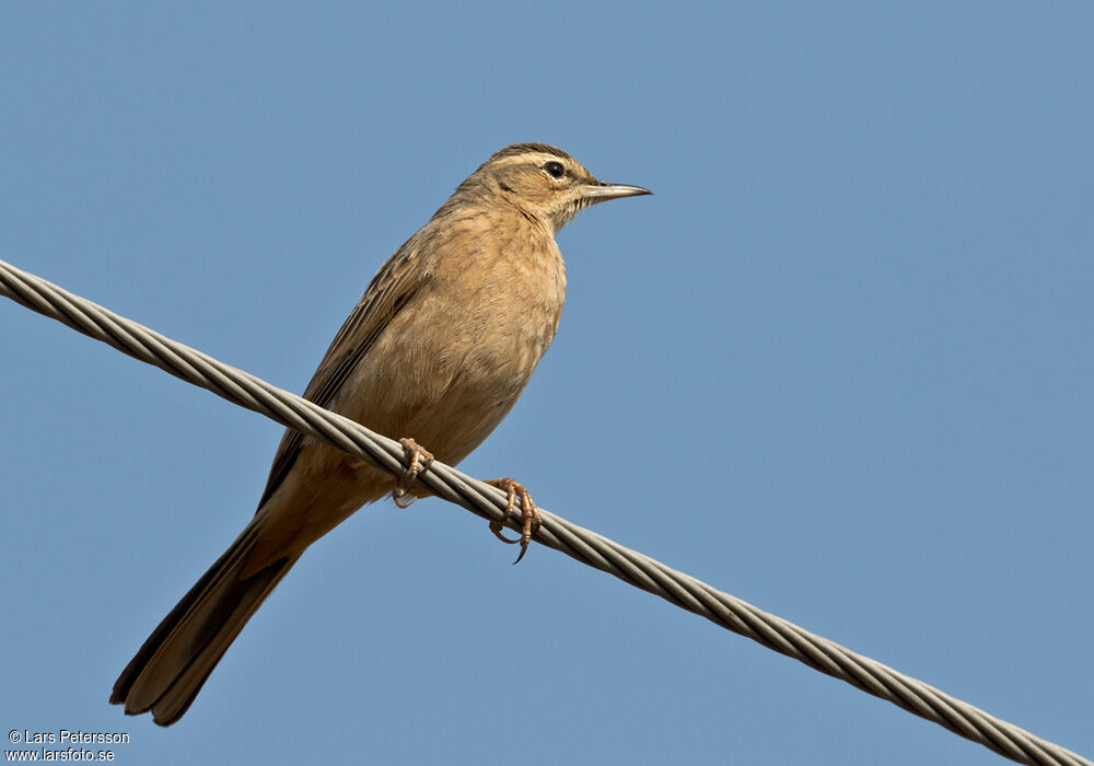 Long-billed Pipit