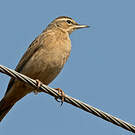 Pipit à long bec