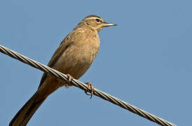 Long-billed Pipit