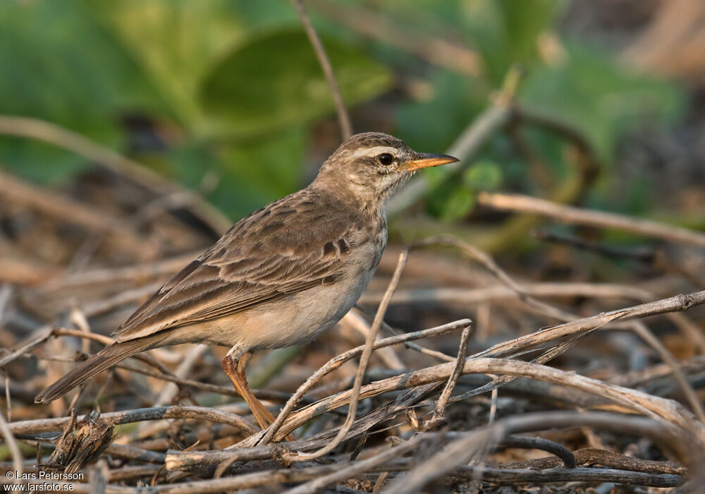 Long-legged Pipit