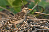 Pipit à longues pattes