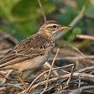 Pipit à longues pattes