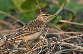 Long-legged Pipit