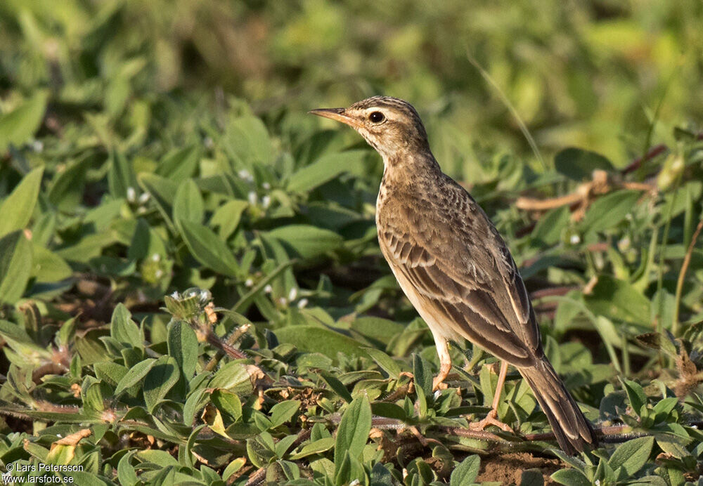 Pipit africain