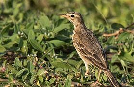 African Pipit