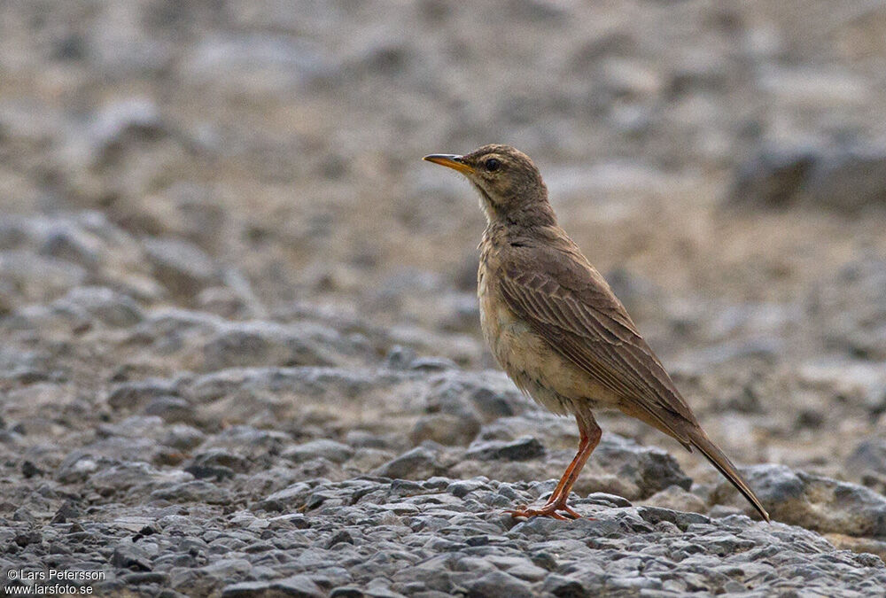 Pipit africain