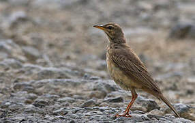 African Pipit