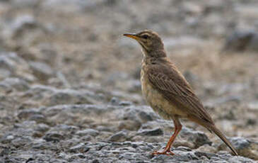 Pipit africain