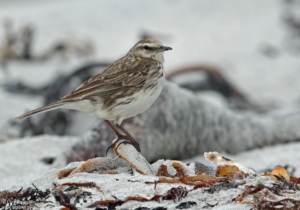 New Zealand Pipit