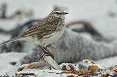 Pipit austral