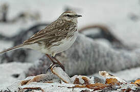 New Zealand Pipit