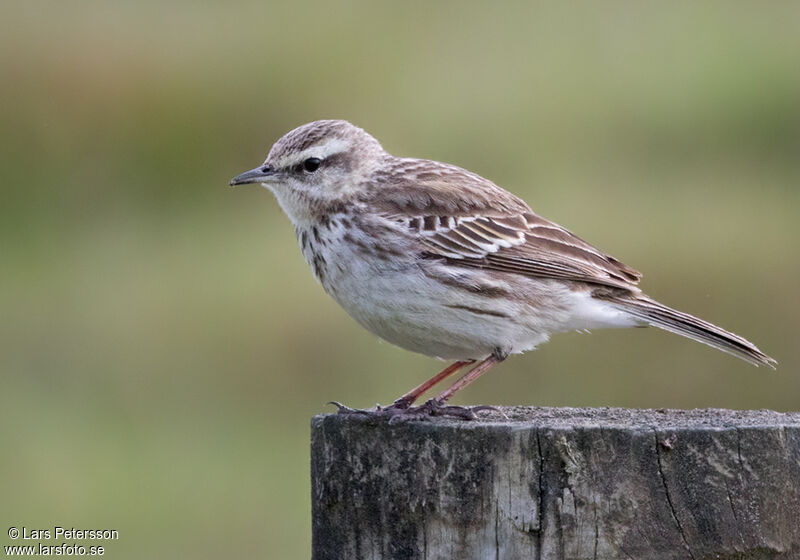 New Zealand Pipit