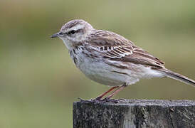 New Zealand Pipit