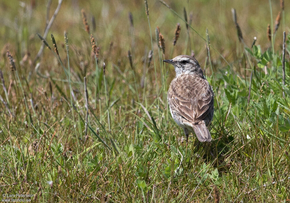 New Zealand Pipit