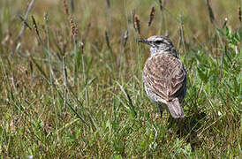 New Zealand Pipit