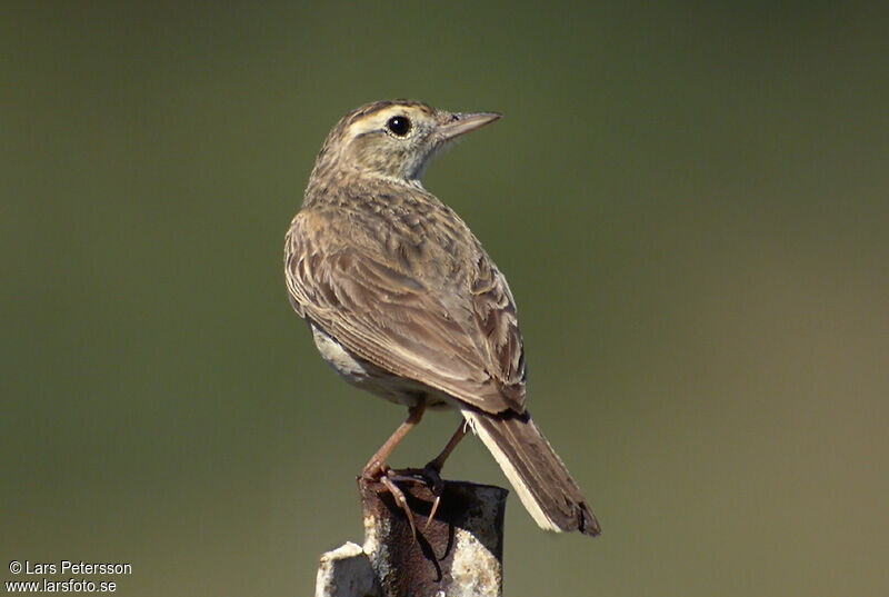 Pipit austral