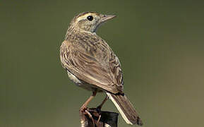 New Zealand Pipit