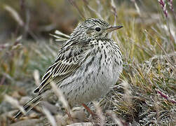 Correndera Pipit