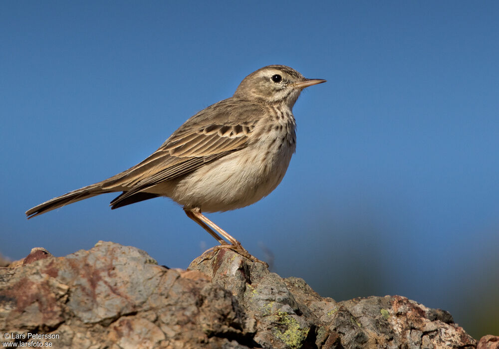 Berthelot's Pipit