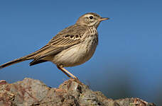 Pipit de Berthelot