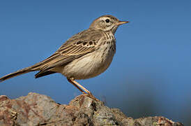 Pipit de Berthelot