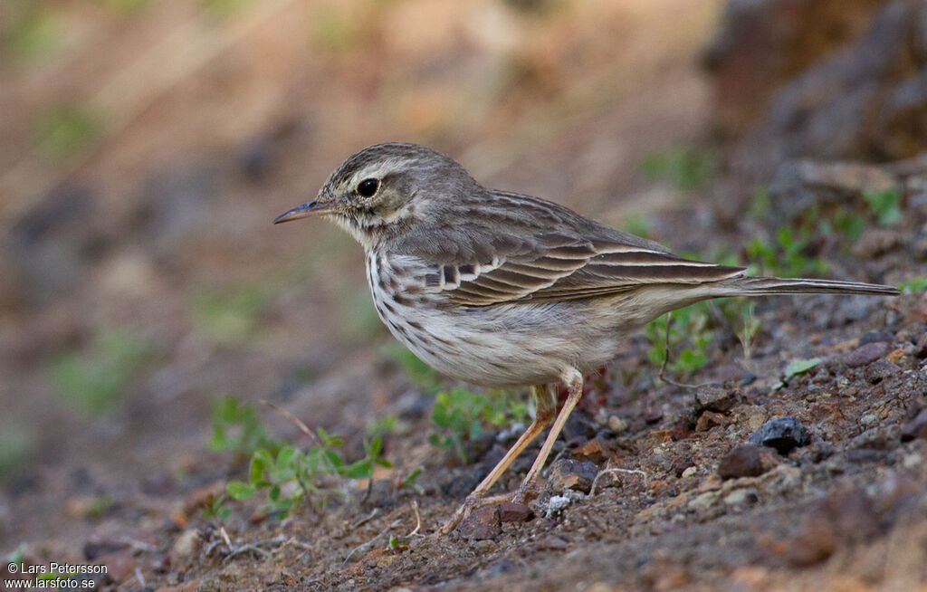 Pipit de Berthelot