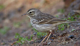 Berthelot's Pipit