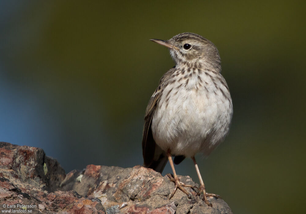 Pipit de Berthelot