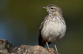 Berthelot's Pipit