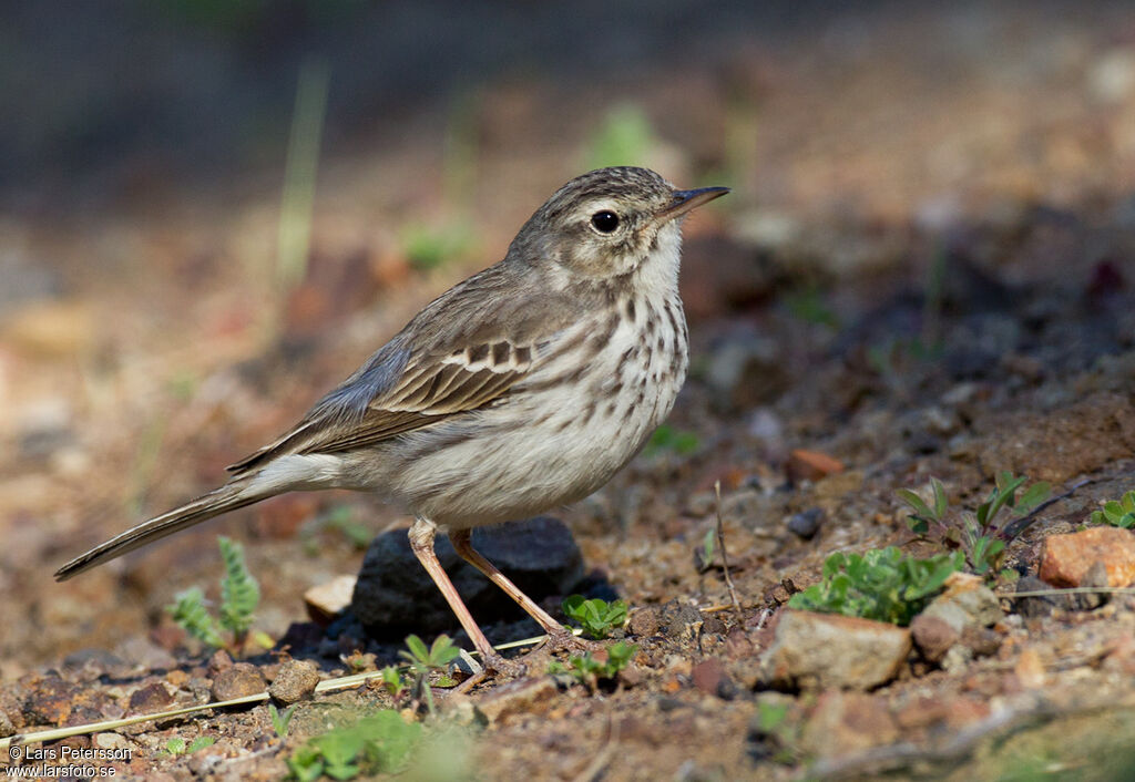 Berthelot's Pipit