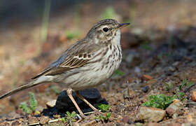 Berthelot's Pipit