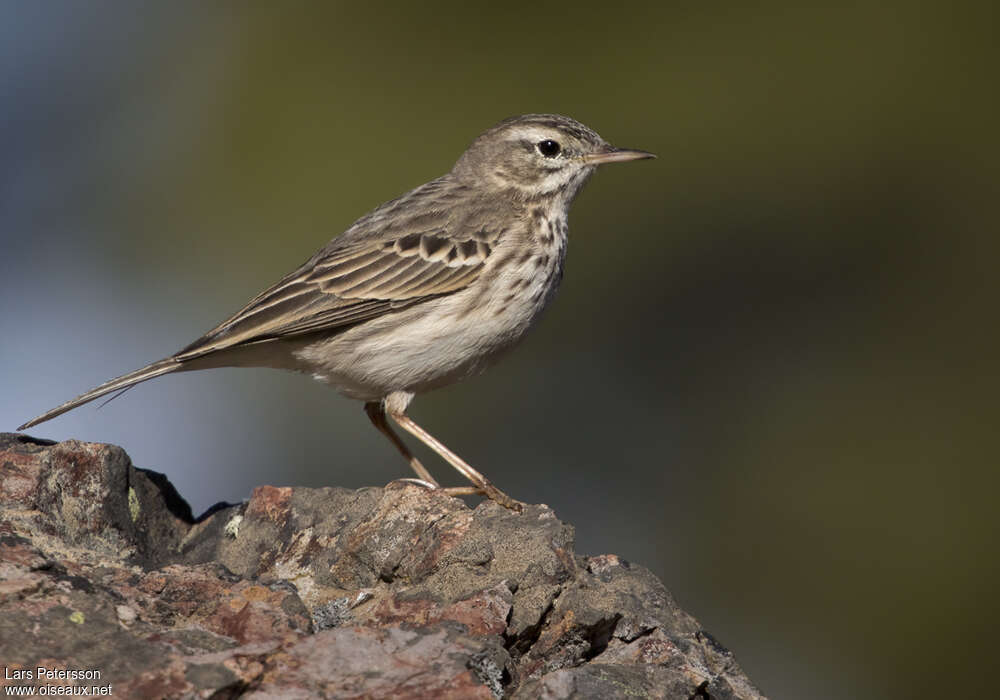 Pipit de Berthelotadulte, identification