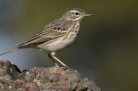 Berthelot's Pipit