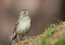 Pipit de Berthelot