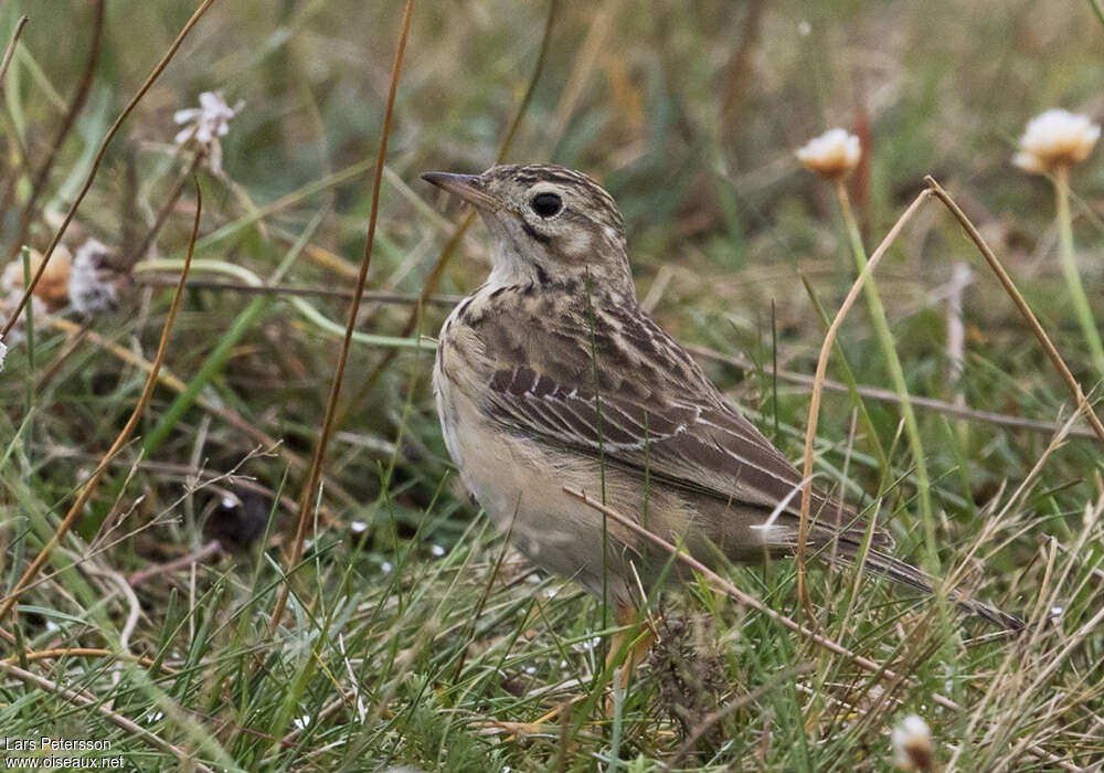 Blyth's PipitFirst year, identification