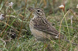 Blyth's Pipit