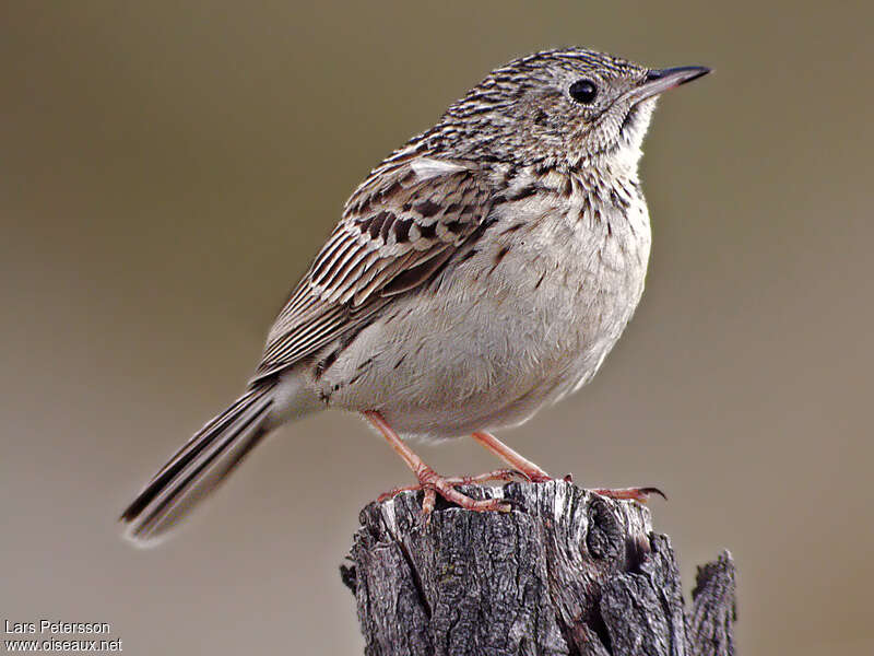 Pipit de Hellmayrjuvénile, identification