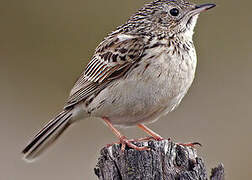 Hellmayr's Pipit