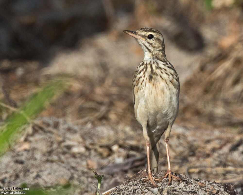 Pipit de Melinda