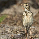 Pipit de Melinda